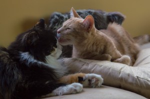 These guys help when I feel low