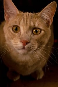 Diesel - the 'Terrorquisitive kittie'