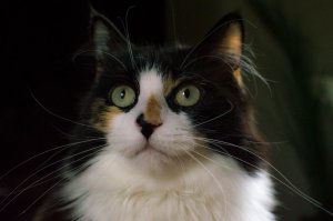 Sushi AKA 'lady muck'