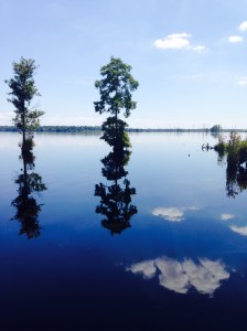 Dismal_Swamp_AUG