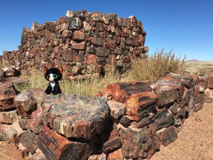 ...in the Petrified Forest