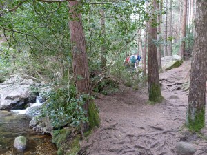 the way up through the trees