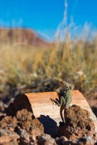 A lizard on a piece of petrified wood